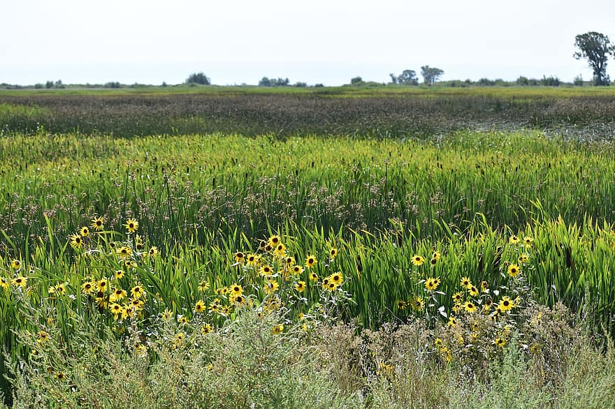 Wetlands, Cattails, Marsh, Field Of Flowers, Flowers, Field, Nature