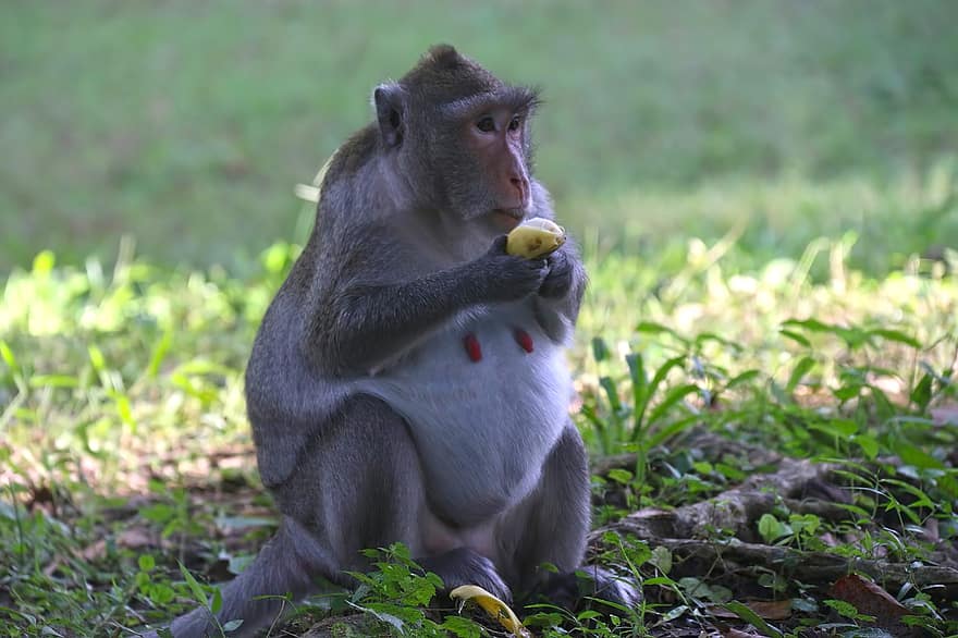 maymun, hamile, yemek yiyor