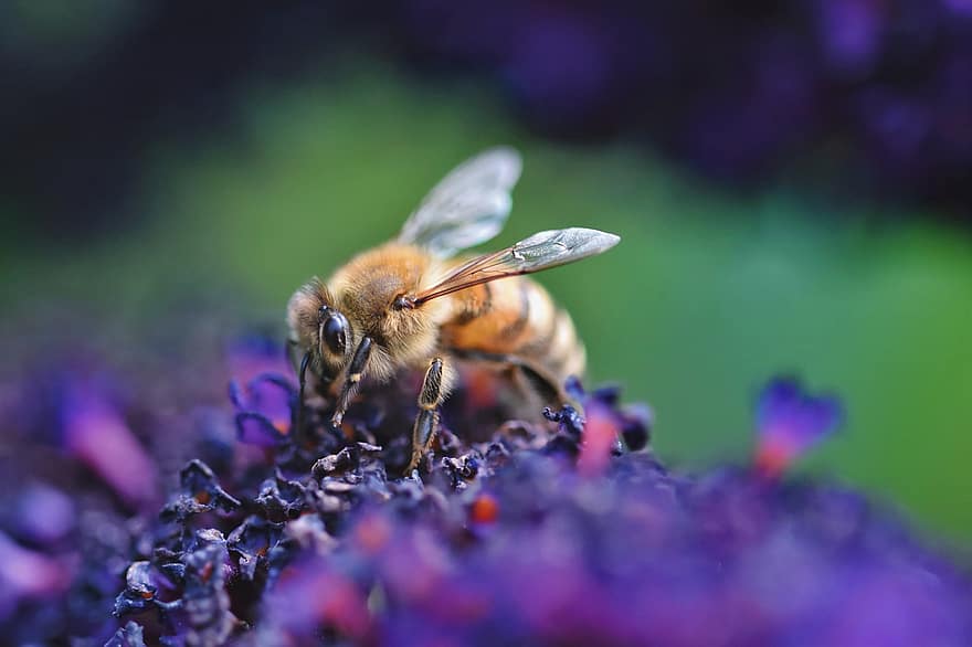 मधुमक्खी, कीट, कीटविज्ञान, छींटे डालना, परागन, मैक्रो, स्थूल फोटोग्राफी, प्रकृति, जानवरों की दुनिया, क्लोज़ अप