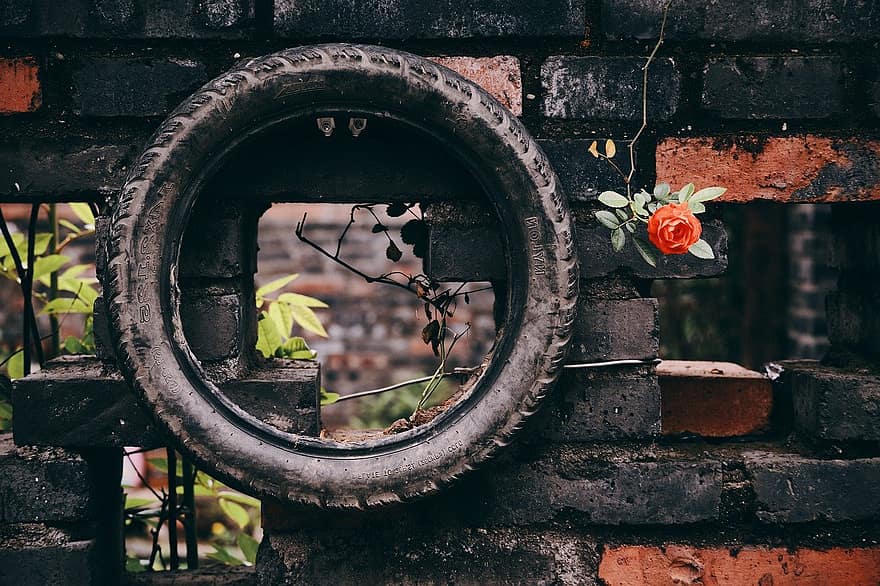 væg, dæk, rød rose, gammel, hjul, blad, tæt på, gammeldags, rusten, snavset, plante