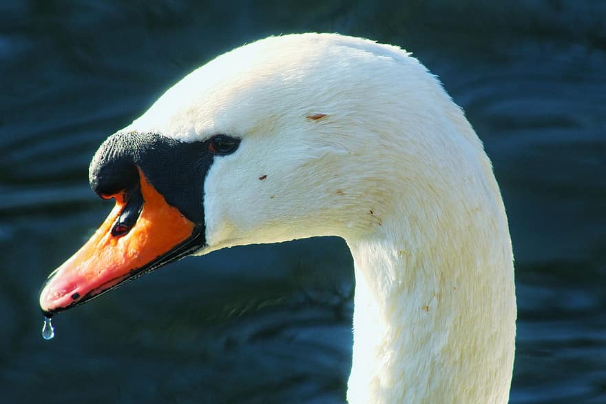 Swan, Waterbird, Waterfowl, Avian, Animal, beak, feather, water, pond, animals in the wild, close-up