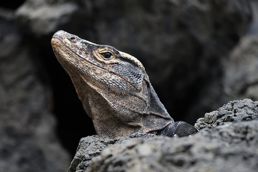 Costa Rica, Eidechse, Leguan, Reptil, Kopf, Rock
