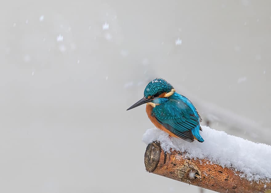 синьо рибарче, сняг, клон, птица, животно, малък, дивата природа, снеговалеж, вали сняг, пера, перушина