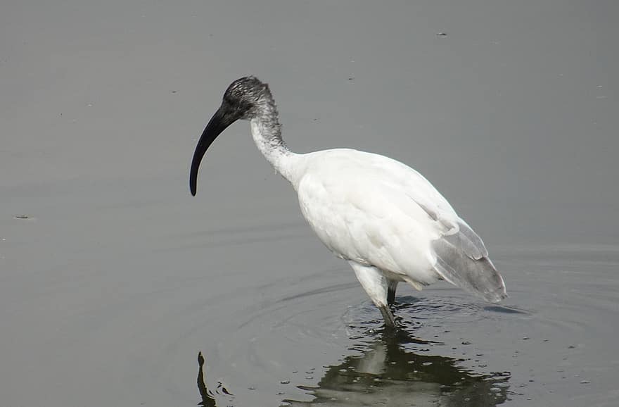 paukštis, ornitologija, juodos spalvos „ibis“, rytietiškas baltas ibis, threskiornis melanocephalus, wader, threskiornithidae, fauna, snapas, gyvūnams, plunksna