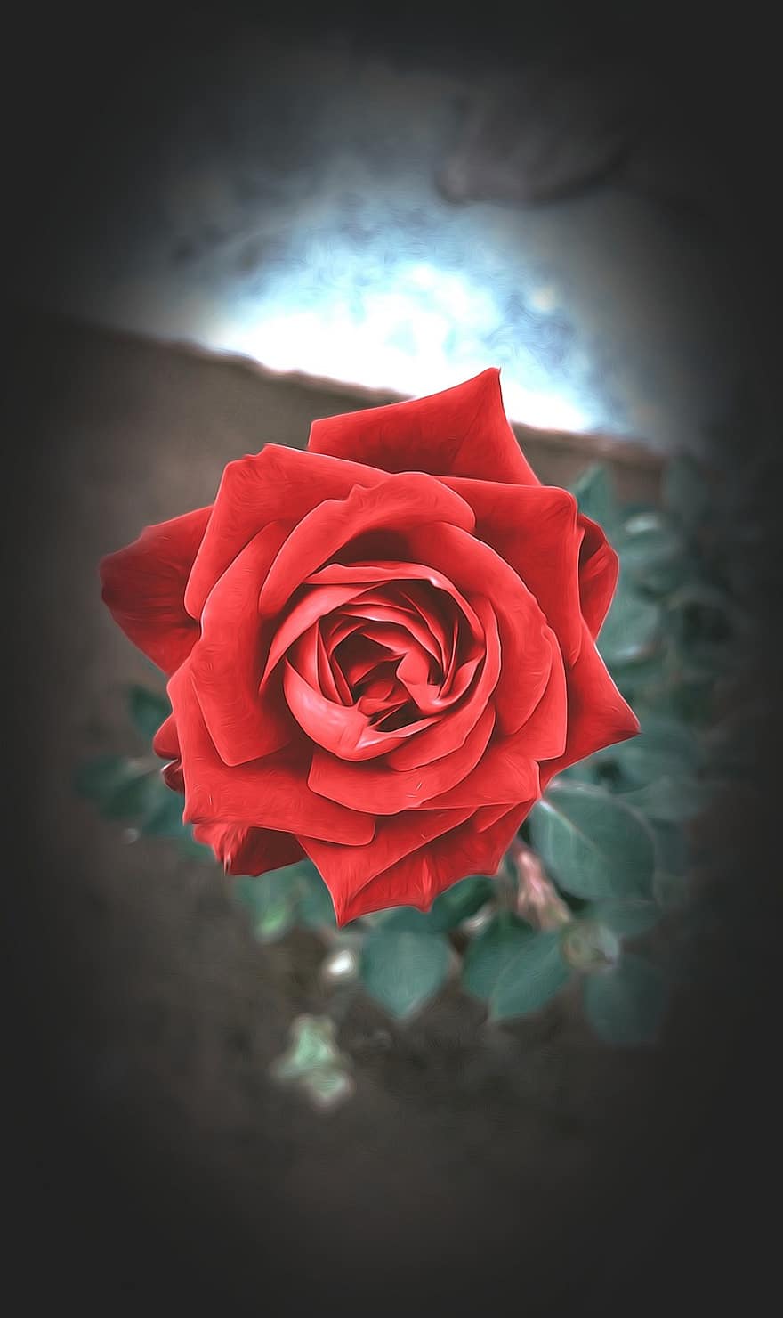 Rose, blomst, plante, rød rose, rød blomst, kronblade, flor, kronblad, tæt på, romantik, blad
