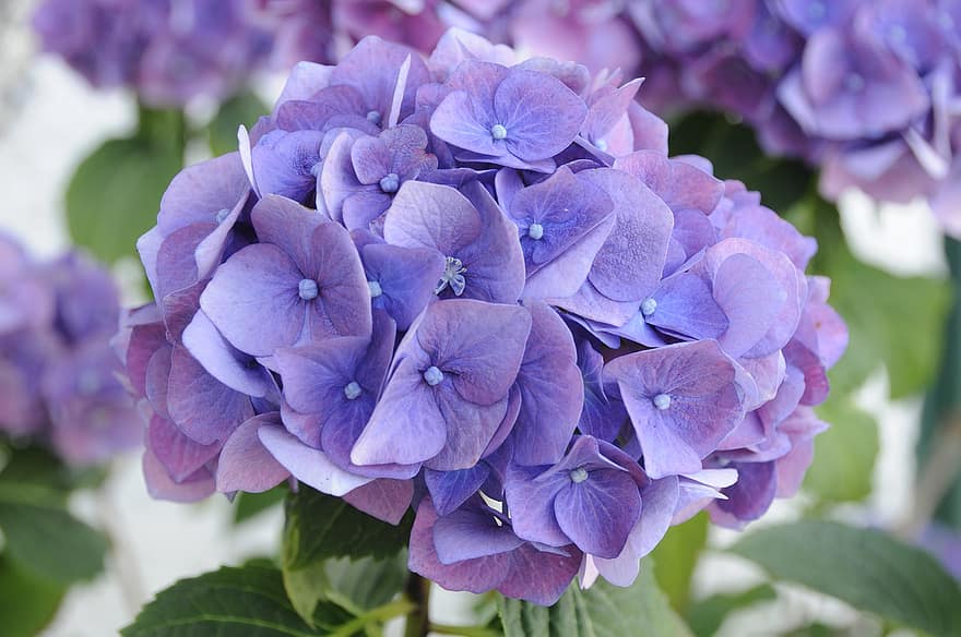 hortensias, fleur, Floraison, bleu
