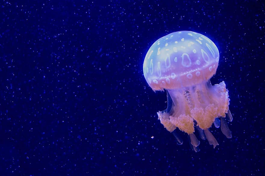medusa, animal, mar, geléias do mar, criatura marinha, embaixo da agua, aquário, azul, tentáculo, peixe, agua