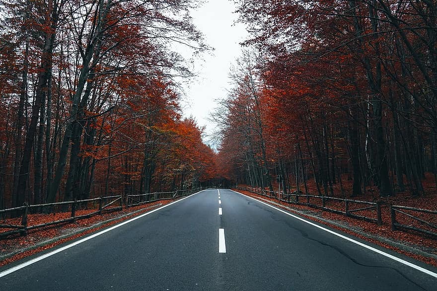 la carretera, avenida, calle, cerca, demarcación, otoño, hojas, follaje, hojas de otoño, follaje de otoño, colores de otoño