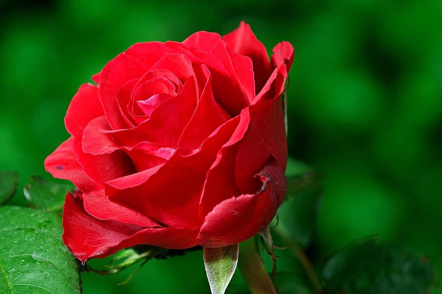 rosa, fiore, pianta, rosa rossa, petali, fioritura, flora, natura, avvicinamento, petalo, foglia