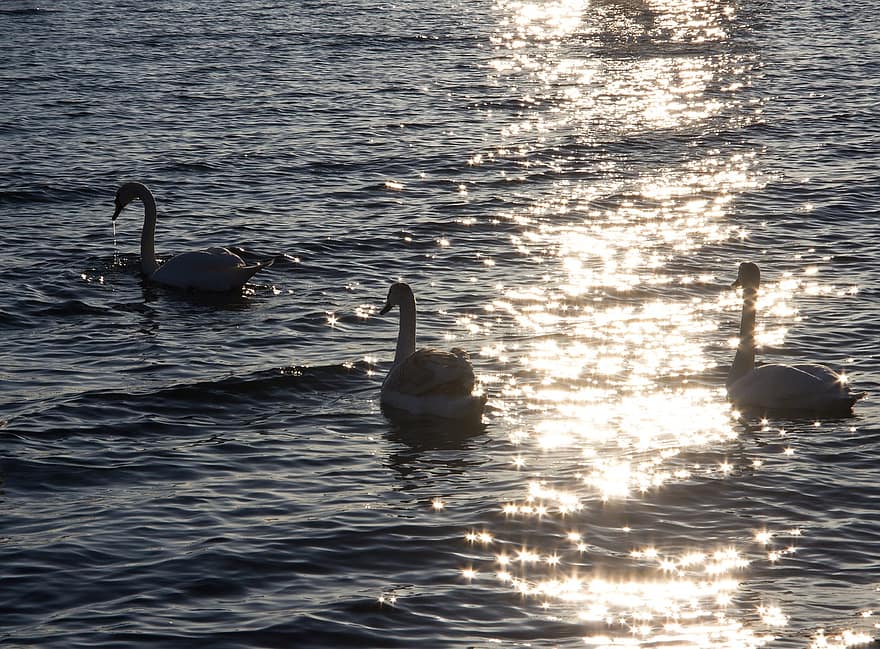Ray, Swans, Swan, Sea, Water, Mood, Nature, Light, Landscape, Sunset, Flying