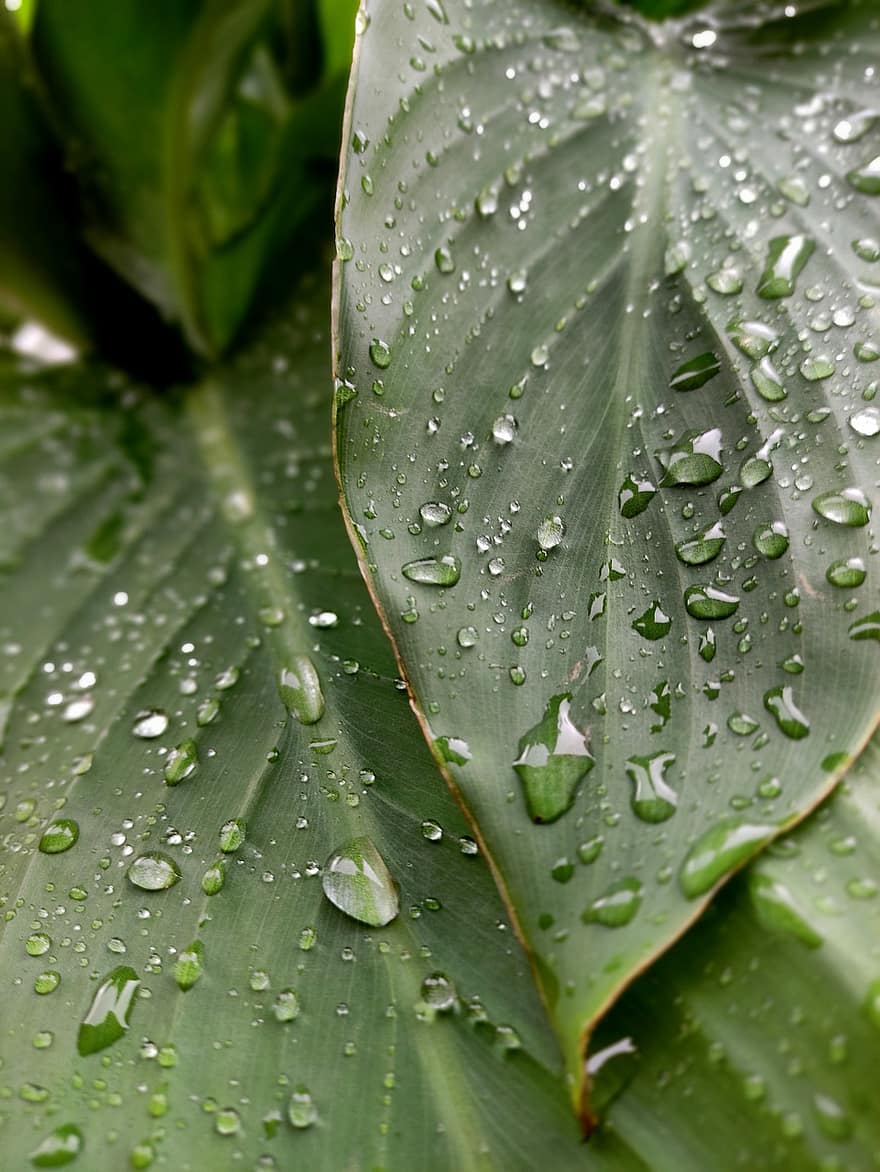 листа, дъждовна капка, ботаника, растение