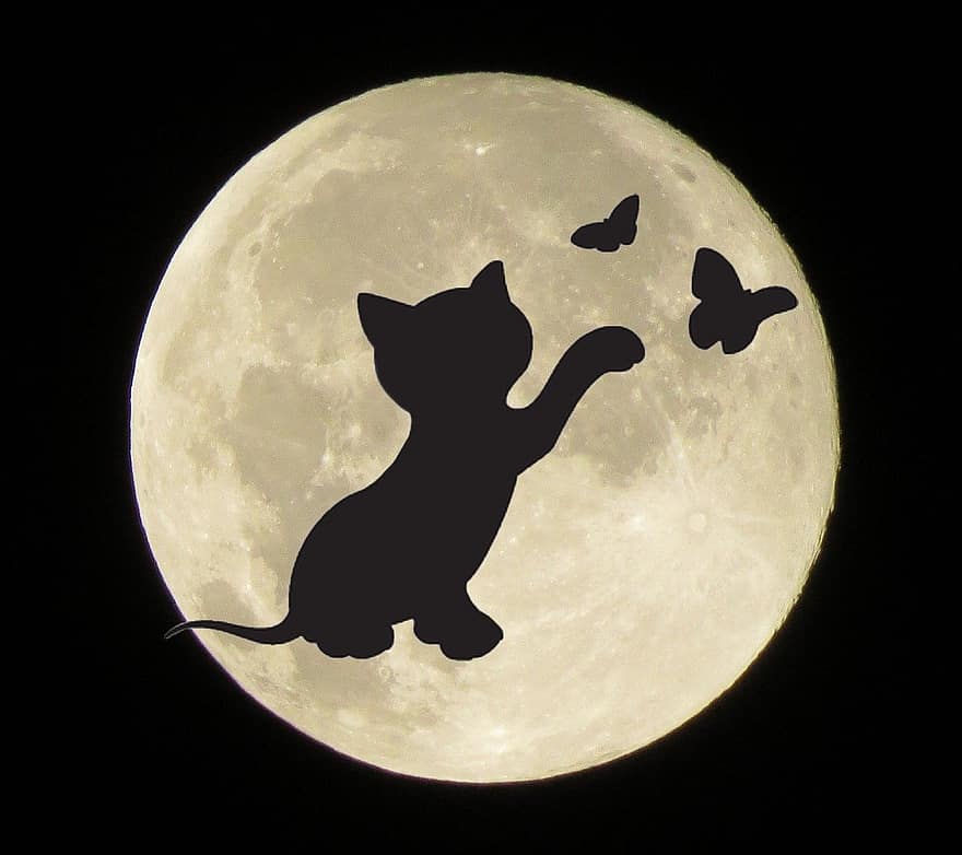 mēness, kaķis, siluets