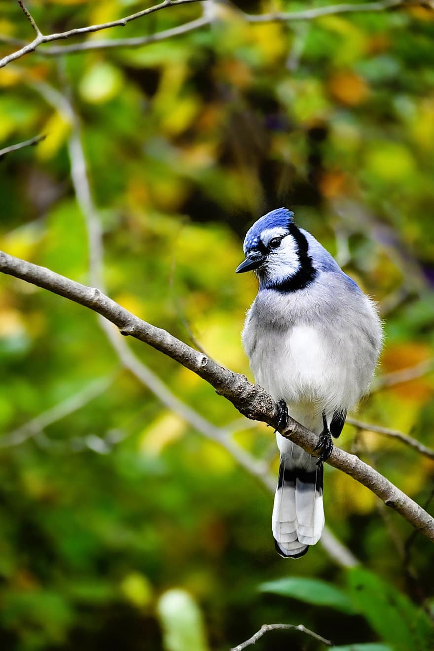 blue jay, uccello, animale, natura, piume, becco, arroccato, ramo, albero
