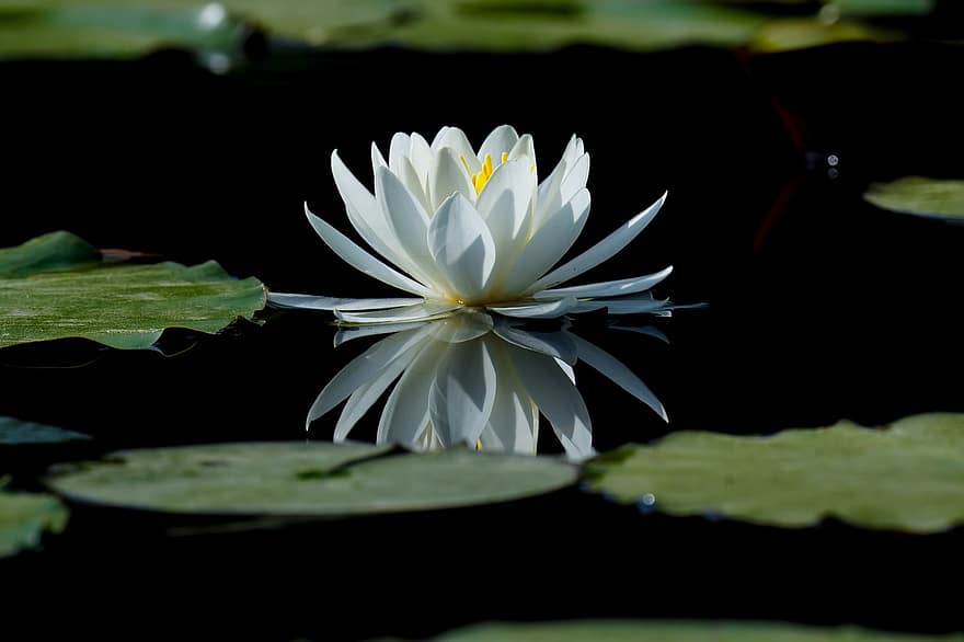 Water Lily, White Flower, Aquatic Plant, Flower, Wildflower, Republic Of Korea, Plant, leaf, petal, summer, flower head