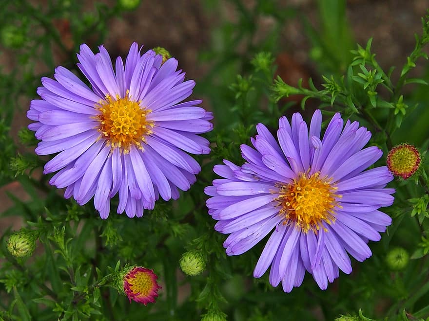 aster, violets, rudens zieds