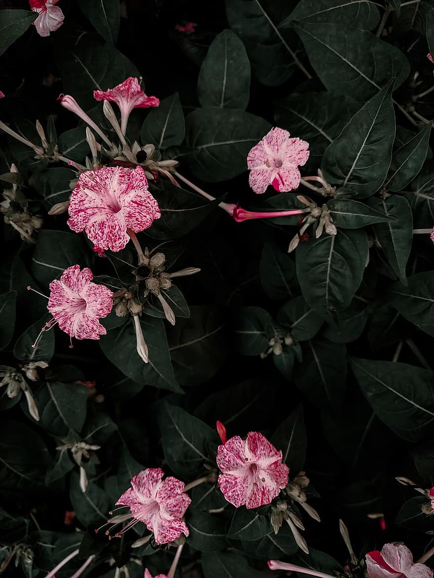 rozā ziedi, dārzs, raksturs, botānika