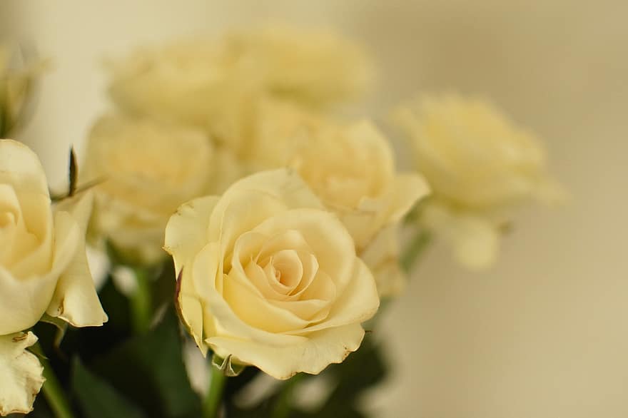 τριαντάφυλλα, λουλούδια, κίτρινα τριαντάφυλλα, κίτρινα άνθη, πέταλα, κίτρινα πέταλα, ανθίζω, άνθος, χλωρίδα