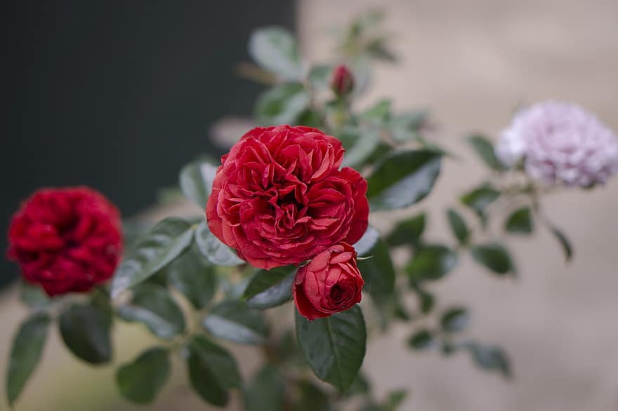 Garden Roses, Flowers, Plant, Roses, Red Roses, Red Flowers, Bloom, Blossom, Ornamental Plant, Flora, Nature