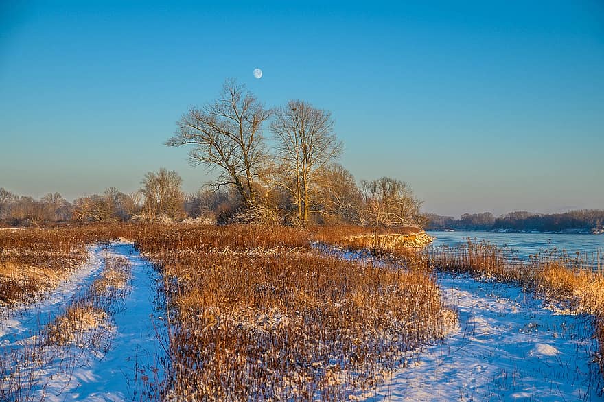 River Bank, Reeds, Snow, River, Reedy, Rees, Path, Trail, Snowy, Hoarfrost, Wintry