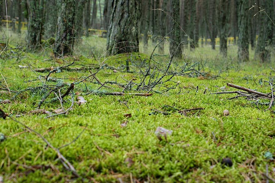 Forest, Moss, Trees, Branches, Rocks, Ground