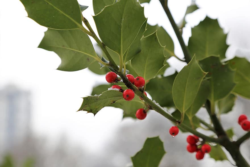 ilex aquifolium, κοινό ιερό, χριστουγεννιάτικο δέντρο, κόκκινα μούρα, πράσινα φύλλα, κλαδί, χειμώνας, φύση, χλωρίδα, κηπουρική, σε εξωτερικό χώρο