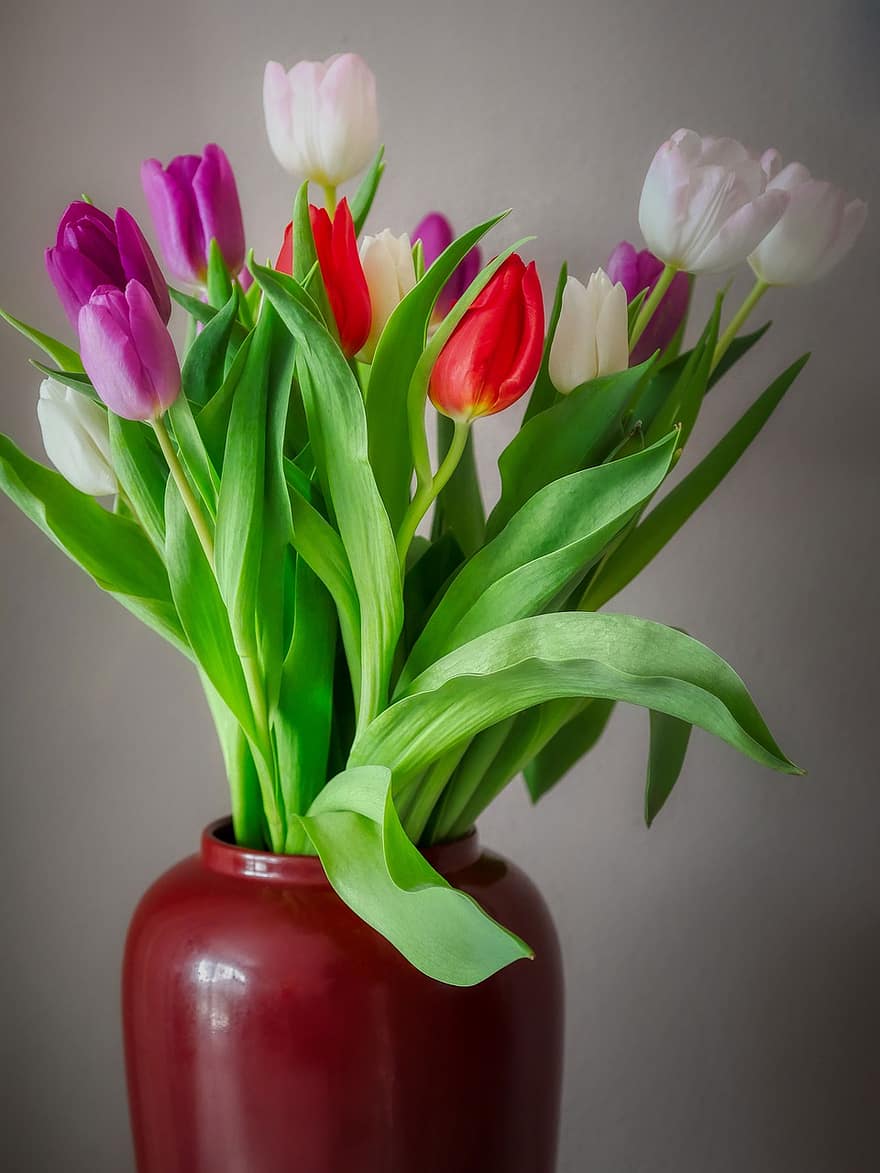 tulipány, květiny, váza, květ, rostlina, Příroda, okvětní lístky, flóra, aranžování květin
