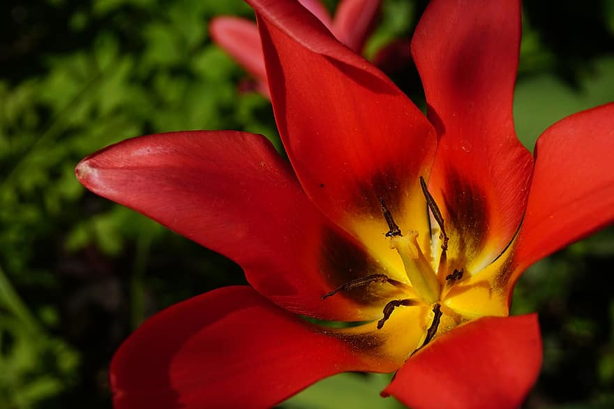 rode tulp, rode bloem, tuin-, natuur, bloesem, bloeien, detailopname, fabriek, blad, bloem, zomer