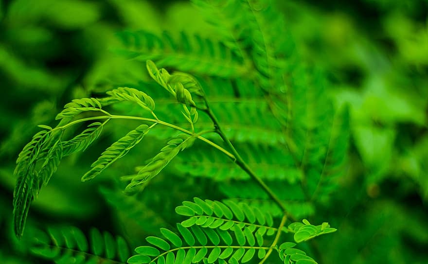 φύλλα, φυτό, πράσινος, οξυφοίνιξ, φύση, κοτσάνι, tamarindus indica, κλαδάκι