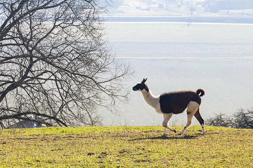 llama, padang rumput, hewan