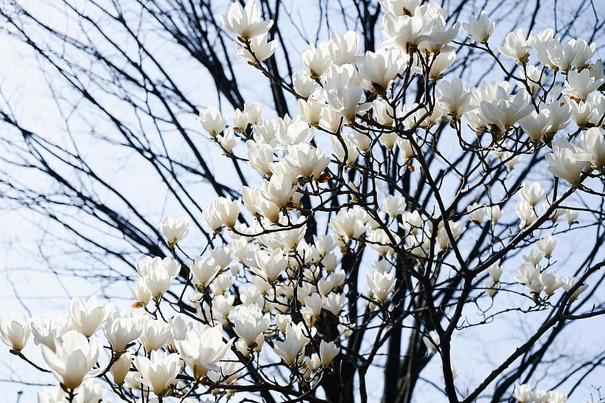ziedi, koks, magnolija, zied, zieds, raksturs, Japāna, ainavu, balts, pavasarī, ziedu galva
