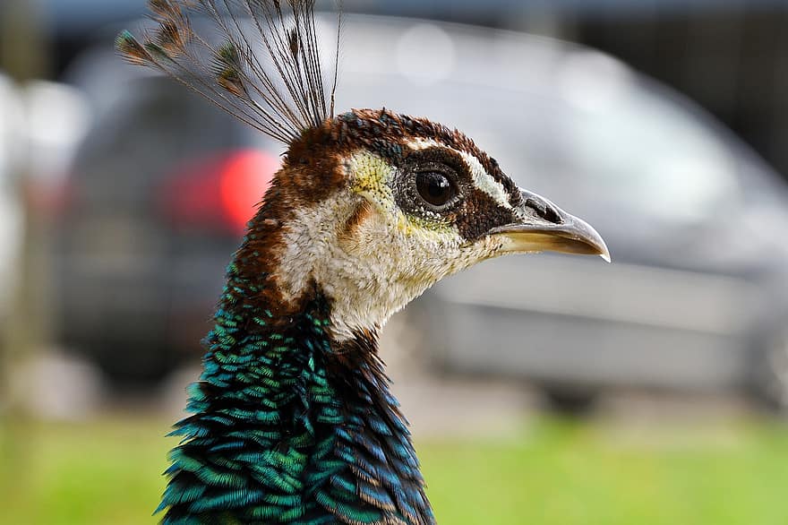 Peacock, Bird, Head, Green Peafowl, Peafowl, Pavo Muticus, Beak, Animal, Wildlife, Closeup, Portrait