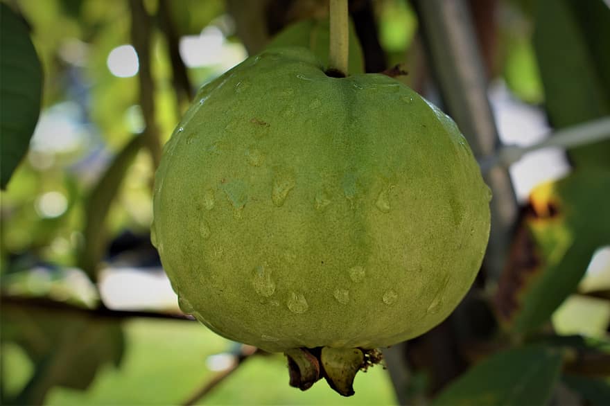 guava, frukt, mat, färsk, hälsosam, mogen, organisk, ljuv, producera, skörda, daggdroppar