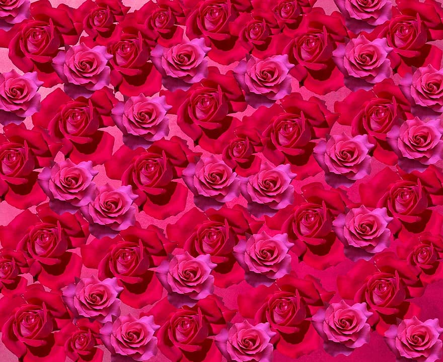 バラ、愛、ロマンチック、赤いバラ、フラワーズ、花、咲く、ピンク、綺麗な、バレンタイン・デー、赤