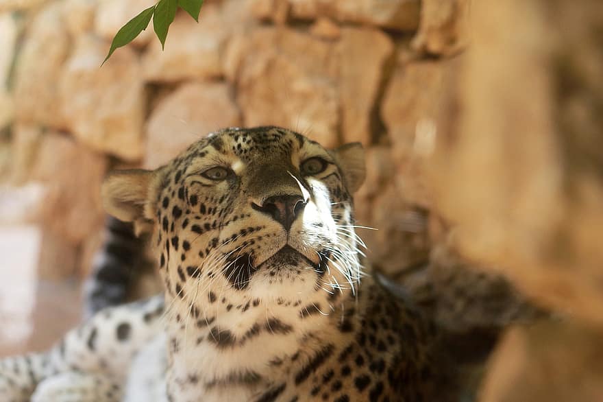 leopardo cazador, animal, Tigre, naturaleza