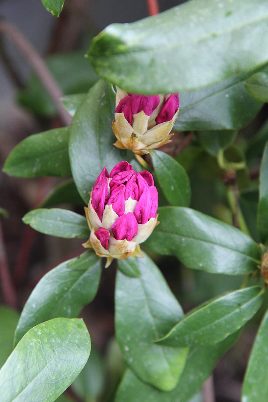 Rhododendron, muguri, plantă, înflorire, grădină, arbust, primăvară, natură, frunze, a închide, cap de floare