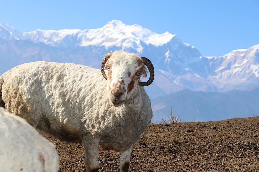 owca, Himalajska owca, Lamjung Ghalegaun, Ghalegaun Lamjung, Ghalegaun Nepal, Lamjung Nepal, Koza, Shee i koza, Zwierząt, dzikiej przyrody, Nepalska owca