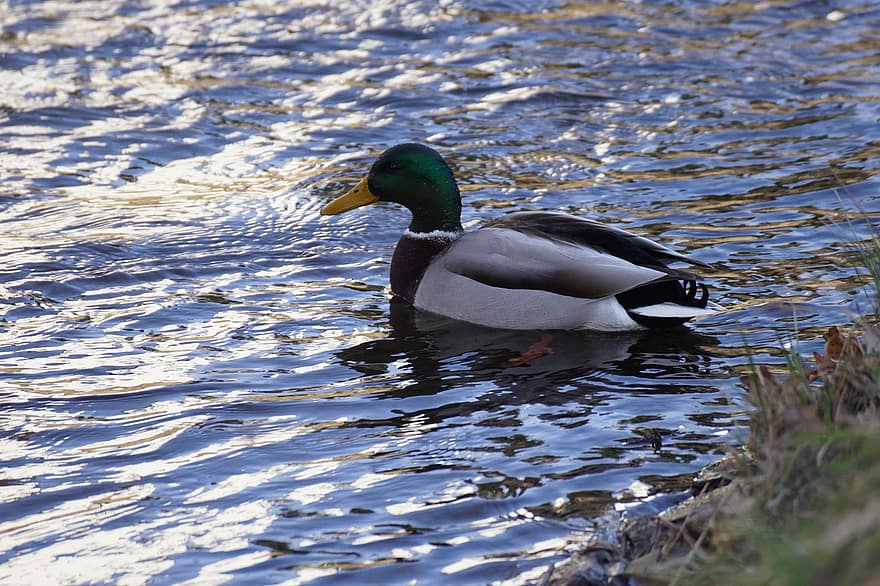 Duck, Mallard Duck, Lake, River, Waterfowl, Waterbird, beak, feather, pond, animals in the wild, water bird