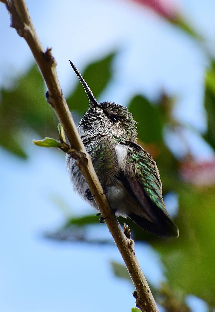 hummingbird, fugl, perched