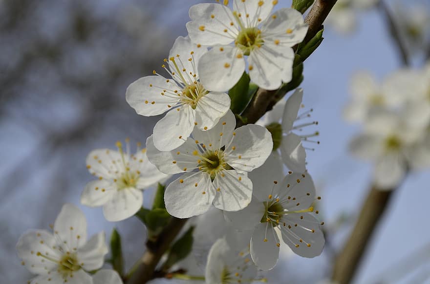 sakura, bloemen, kersenbloesems, witte bloemblaadjes, bloemblaadjes, bloeien, bloesem, flora, lente bloemen, natuur, lente