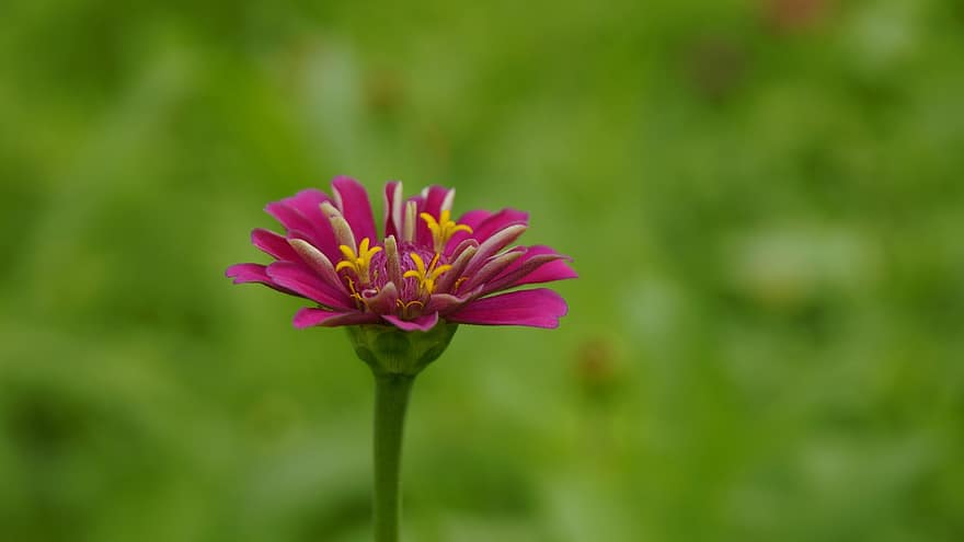 Chrysanthemum, Pink Flower, Meadow, Macro, Nature