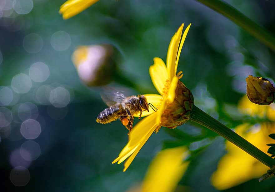蜂、昆虫、花、ミツバチ、動物、蜜、受粉、黄色い花、工場、庭園、春