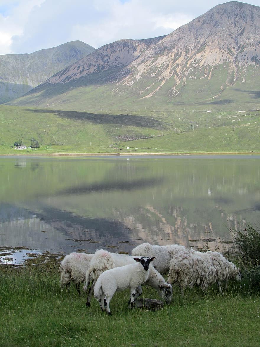 остров Скай, паша, добитък, овца, крайбрежие, море, планини, Шотландия