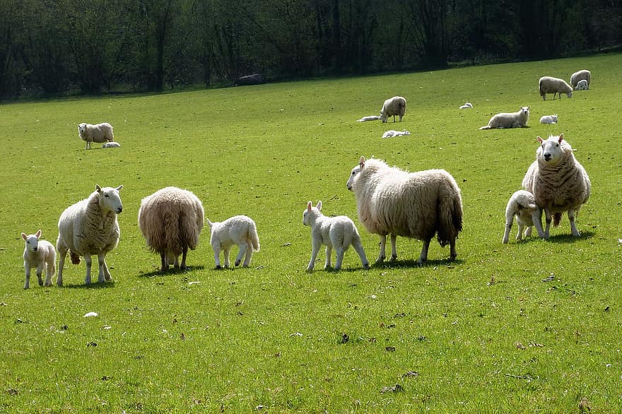 Sheep, Lamb, Group, Meadow, Wales, Animals, grass, farm, rural scene, livestock, pasture