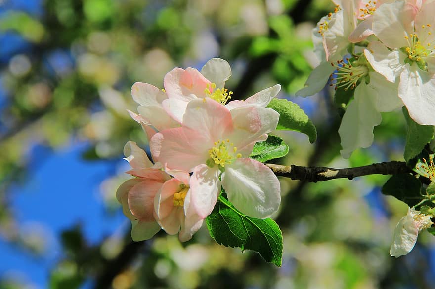 リンゴの木、咲く、リンゴの花、ブランチ、春、果樹、りんごの木の花、りんごの花、花、林檎、白