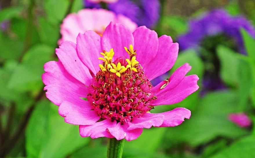 Flower, Zinnia, Pink Flower, Garden, Petals, Pink Petals, Bloom, Blossom, Flora, Plant, close-up