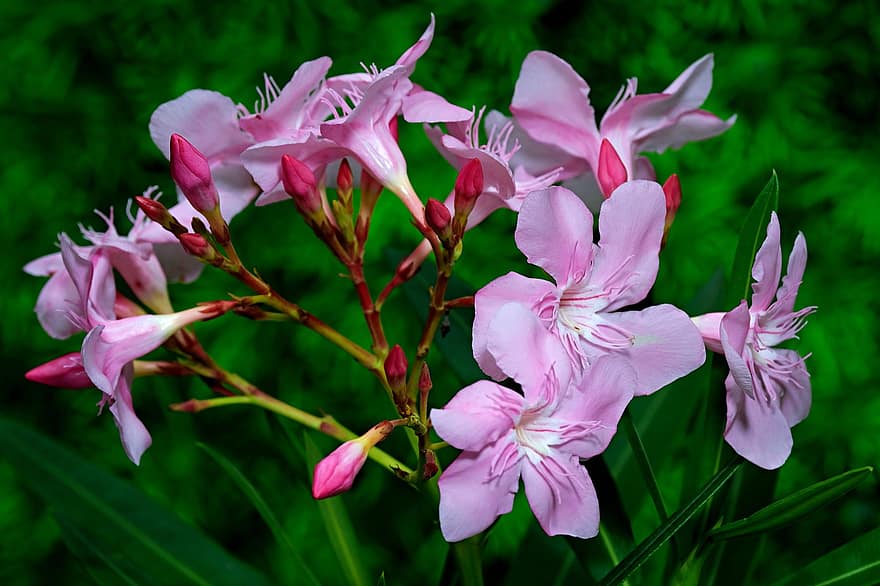 oleander, bunga-bunga, bunga-bunga merah muda, kelopak, kelopak merah muda, berkembang, mekar, tanaman, flora, menanam, merapatkan