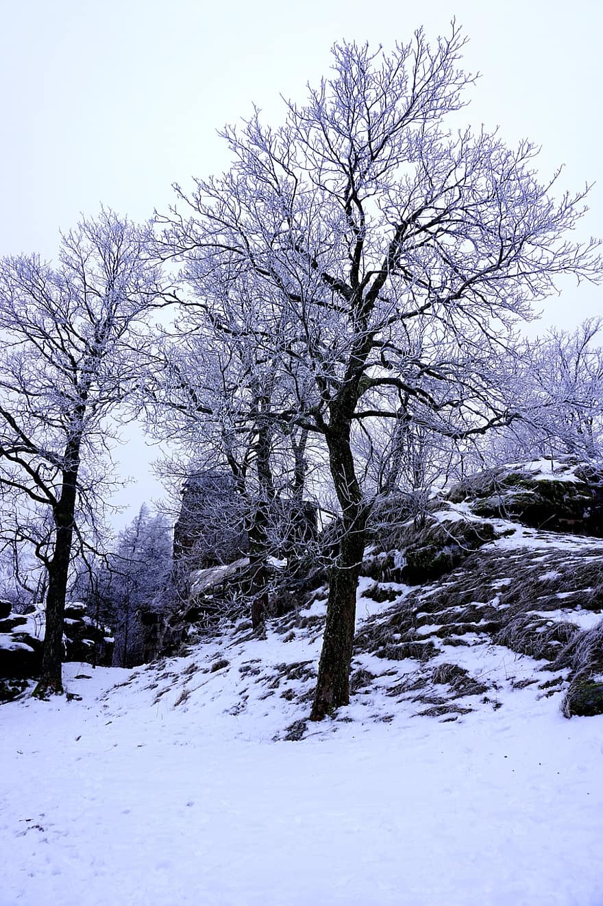 hivern, naturalesa, arbres, a l'aire lliure, arbre, neu, bosc, paisatge, temporada, gelades, gel