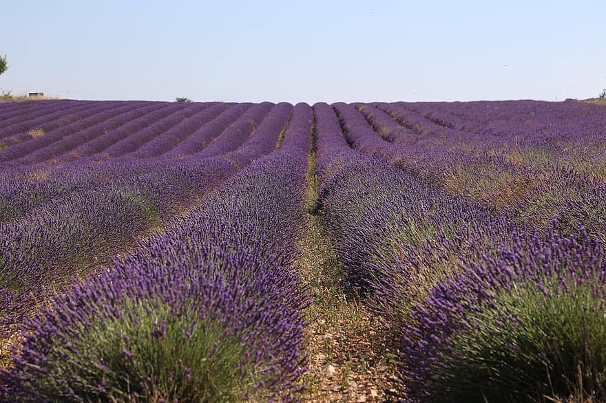 lavendel, veld-, provence, farm, lavendel boerderij, bloemen, gebied van bloemen, plantage, horizon, landschap, natuur