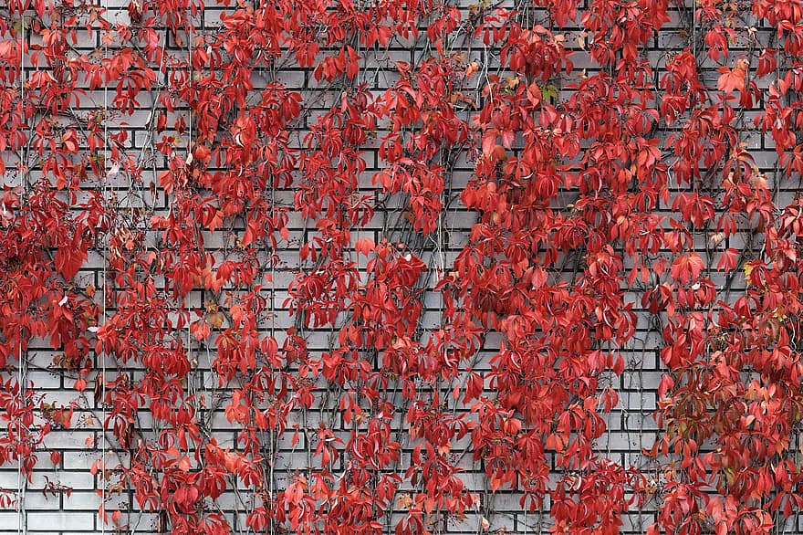 paret, fulles vermelles, caure, plantes penjants, fulles, fullatge, paret de maó, paret verda, edifici, estació del metro, urbà