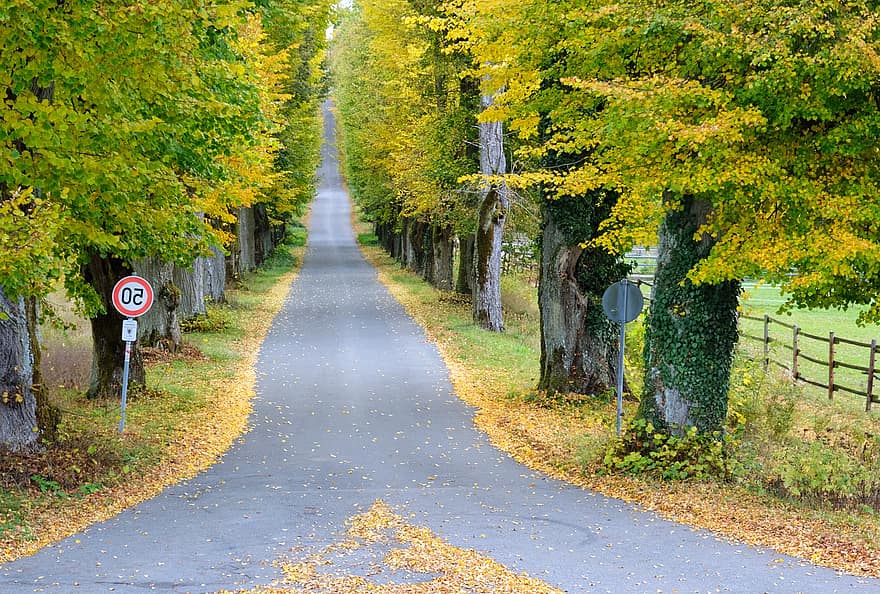 есен, Разклонен път, дървета, път, отстранен, дърво облицовани, листа през есента, попадат зеленина, ограничение на скоростта, листа, пътен знак